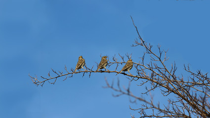 Sing Yellowhammers meet spring with a loud song sitting on a branch against the blue sky...