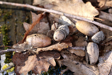 Last year's leaves and acorns of the oak ...