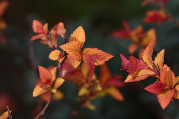 Variegated young leaves of an ornamental shrub on a dark blurred background...