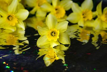 Yellow narcissuses on a black background
