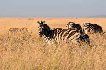 Naklejka premium Zebras in Serengeti National Park, Tanzania