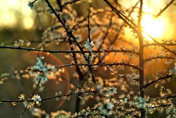 autumn leaves on tree