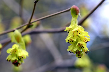 Gelbe Blüten einer ährigen Scheinhasel