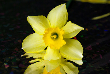 Yellow narcissuses on a black background