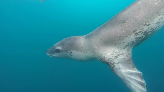 Leopard seal under water in Antarctica