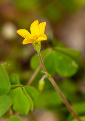 Macrophotographie de fleur sauvage - Oxalide d'Europe - Oxalis stricta