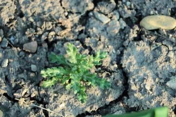 natur