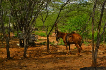 Horse domesticated