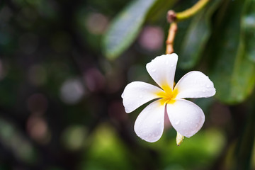 Obraz na płótnie Canvas Close up of plumeria or frangipani blossom on the plumeria tree