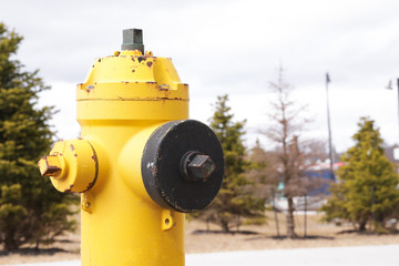 Yellow fire hydrant in park