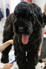 Professional care for a black terrier dog. Grooming the pet in the grooming salon.