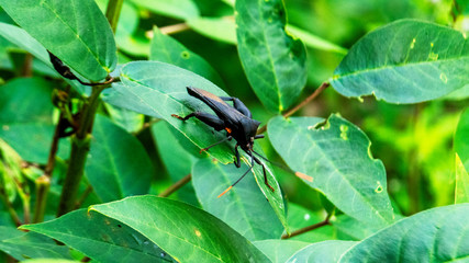 green beetle on leaf