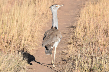 Kori bustard in Serengeti National Park, Tanzania