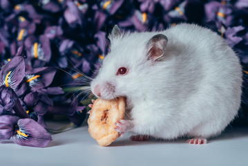 hamster eating