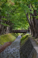 Tunnel of Maple along the river, located in Kawaguchiko, Yamanashi, Japan