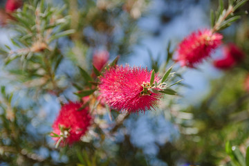 Pink flower on green brunch. Blooming tree and blue sky. Close up photo of bright pink blooming shrub.  .Macro. Shaggy petal in spring garden or park. Summer nature. Flowering bush in colors. Tree.