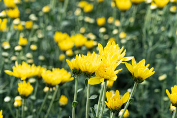 Beautiful yellow daisy flower in green field background