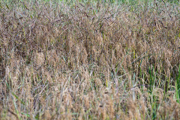 Obraz na płótnie Canvas Golden rice fields