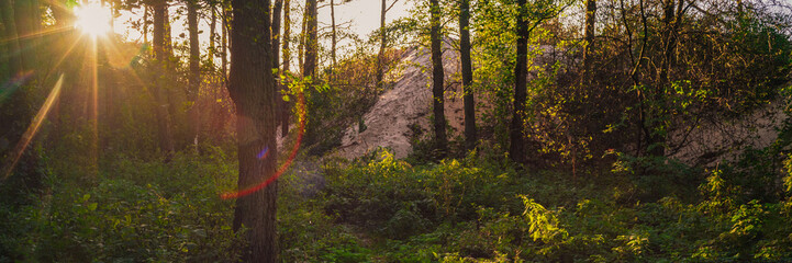 the sun shines through the trunks of the trees in the forest