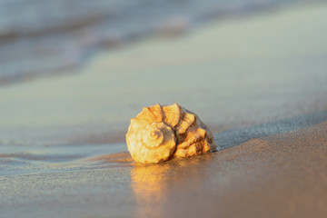 beautiful shell lies on the beach, next to the azure water of the sea