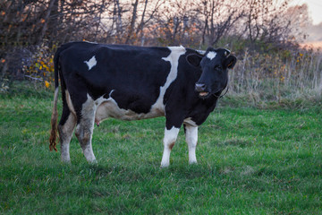 Cows graze on a juicy meadow on a summer day