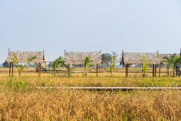 Golden rice fields