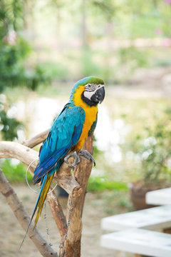 Parrot chained to a tree stump.