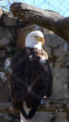 Bald Eagle | Bird of Prey