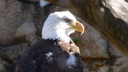 Bald Eagle Perched in Sunlight | Bird of Prey | Eagle Profile