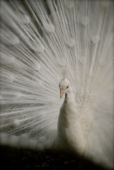 White peacock with its feathers fanned out.