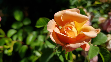 Red and yellow rose. Beautiful light orange color rose closeup on green blurred background with copy space. Fragility of delicate yellow petals of roses. Flower symbol of love and romance.