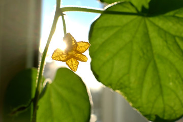 blooming yellow cucumber flower in the sun in the apartment on the windowsill. large green cucumber leaf. growing cucumbers in the house