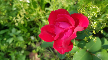 Red rose in garden. Wet red rose flower with water drops on petals closeup with green blurry background of herbs and green foliage. Lush petals of scarlet color rose after rain. Gardening of rose