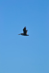 flying pelican on blue sky