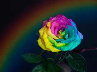 Fototapeta na wymiar Close-up of a rainbow rose