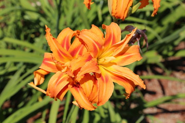 Beautiful photo of the lily flower on a sunny spring day. Lilium