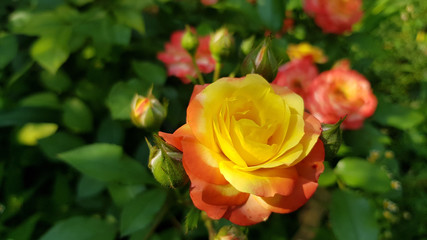 Yellow rose in garden. Blooming rose bush with orange yellow flowers and green flower buds. Luxuriant yellow rose closeup on green blurred background. Flower symbol of love and romance.