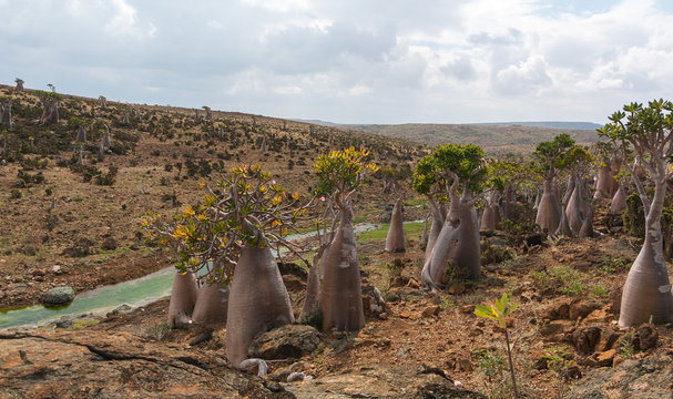 Bottle trees of the Moomin plateau. Socotra Island