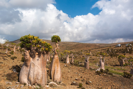 Bottle trees of the Moomin plateau. Socotra Island