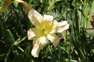 Fototapeta na wymiar Beautiful photo of the lily flower on a sunny spring day. Lilium