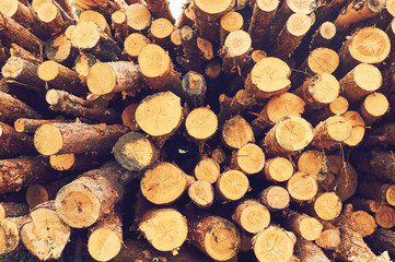 Natural wooden logs cut and stacked in pile, felled by the logging timber industry, Abstract photo of a pile of natural wooden logs background