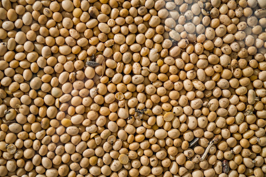 Soya Beans, Soybeans Background. Soybeans Texture. Top View. Healthy Food. Soy Pattern. Soya Raw Bean Seed Food Organic. High In Fiber, Supplementary Food, Protein Healthy Food