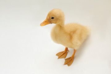 Little yellow fluffy duckling on a light uniform background