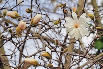 White flower of a star magnolia (magnolia stellata) tree in spring