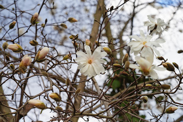 White flower of a star magnolia (magnolia stellata) tree in spring