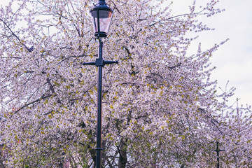 Street lamp against beautiful pink Cherry Blossoms in early spring. Islington, London, UK -Image