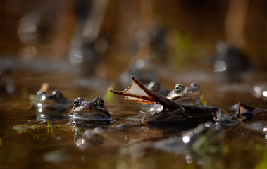 common frog