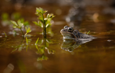 common frog
