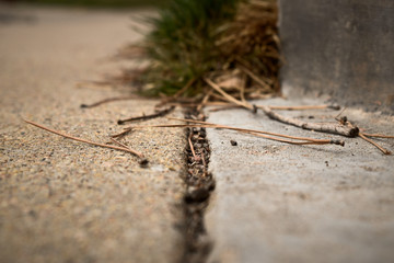 Growing Crack in a Sidewalk