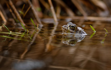 common frog